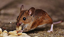 24 Hour & Emergency Exterminators in Vidor, TX